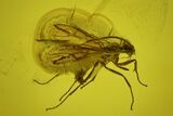 Fossil Fly (Diptera) In Baltic Amber #139021-1